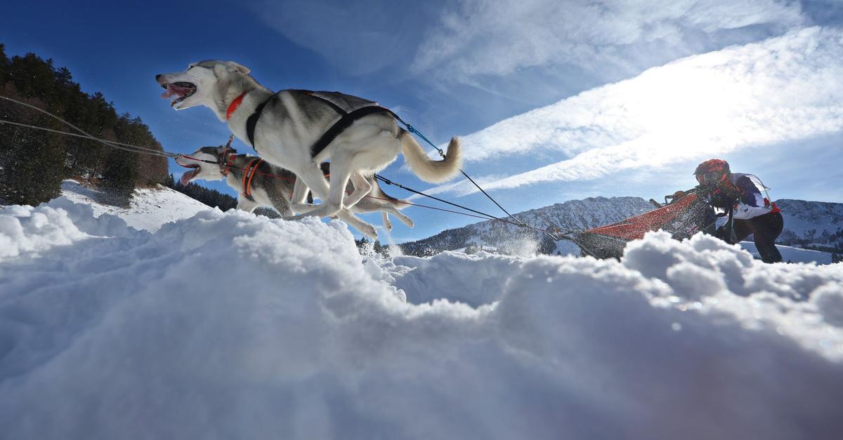 Schlittenhunderennen-lockt-Teilnehmer-aus-ganz-Europa