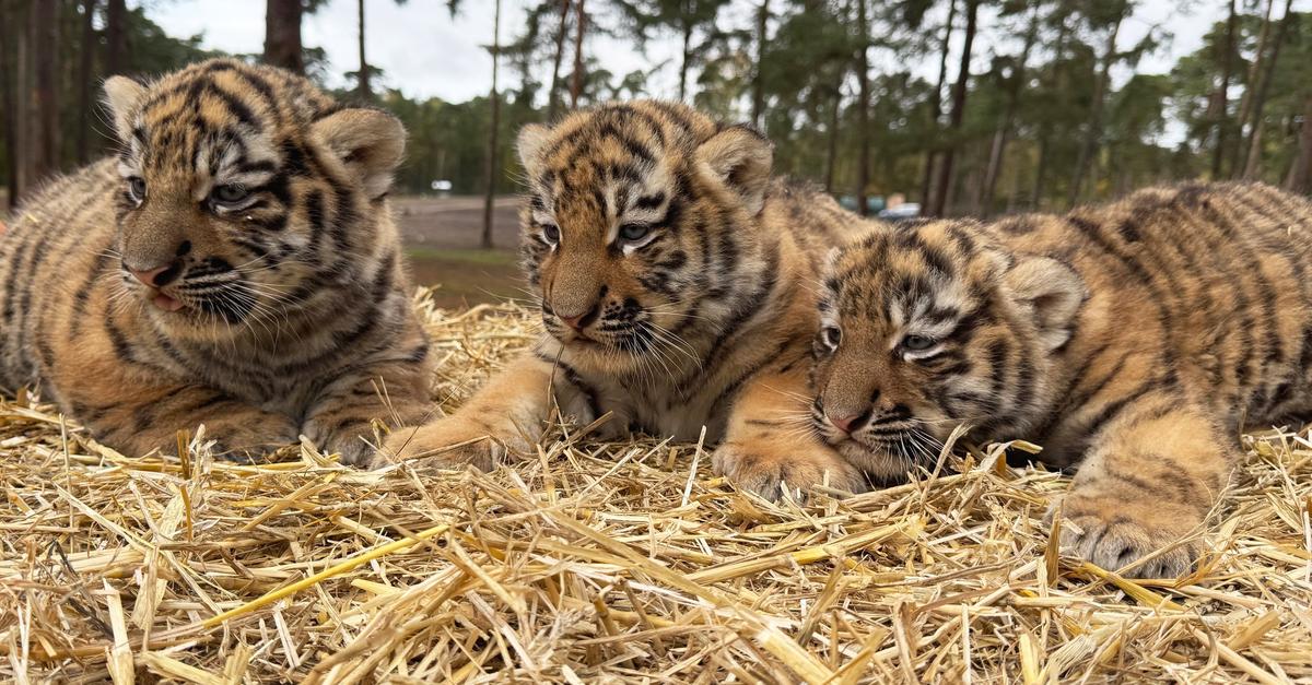 V Serengeti-Parku se skotila tri sibirska tigrčka