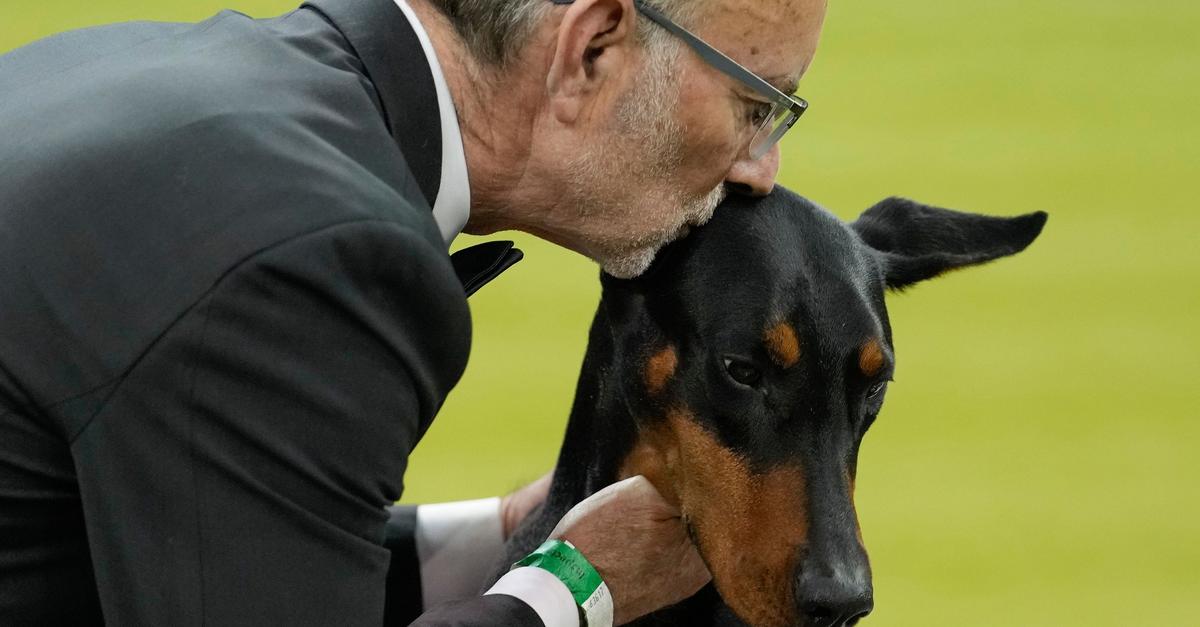 Dobermann-Penny-gewinnt-150-Westminster-Hundeshow-in-USA
