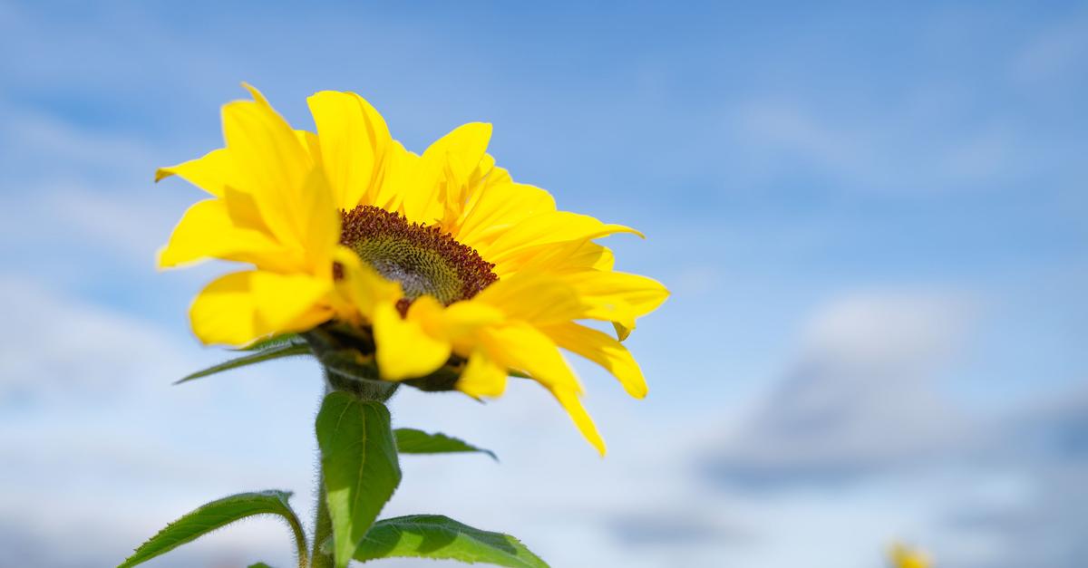 Bis 21 zu Grad am Donnerstag