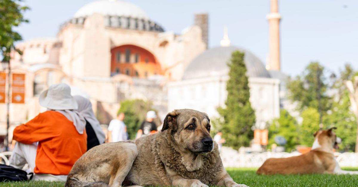 Istanbul geht gegen Fütterung von Straßenhunden vor