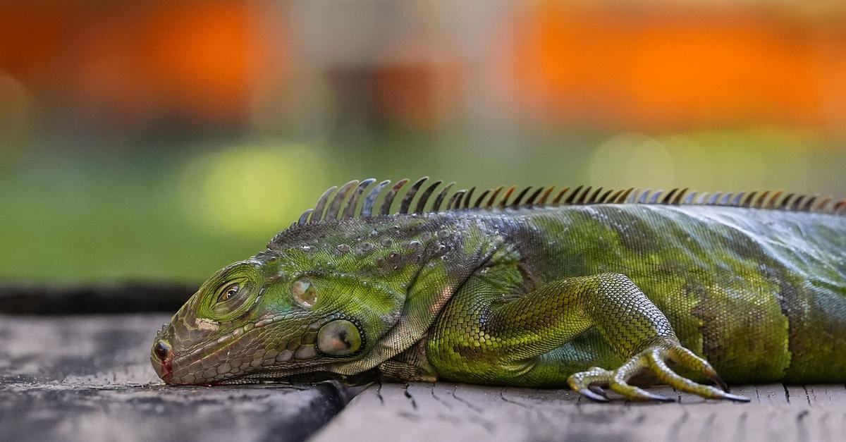 K-lte-l-sst-Leguane-in-Florida-von-den-B-umen-fallen