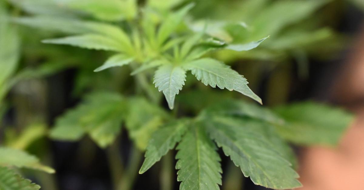 Tschechien: Drogenpilot muss ins Gefängnis