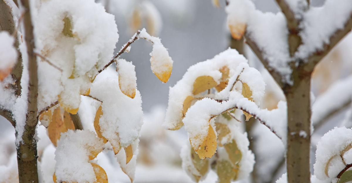 Mancherorts wird's weiß - Temperaturen sinken
