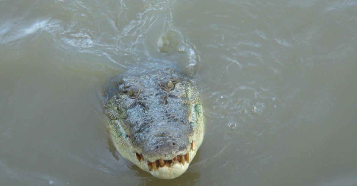 Teenager überlebt Krokodil-Angriff in Australien