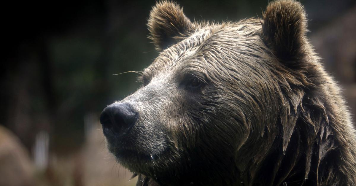 Berichte: Grizzlybär greift Grundschulklasse an - Verletzte