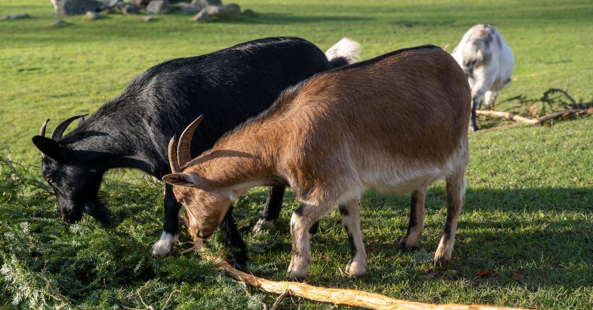 Gericht weist Klage nach Ziegen-Unfall in Streichelgehege ab