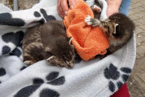 Verirrt hatten sich die vier Katzenbabys, die von der Feuerwehr am Donnerstagfrüh gerettet wurden. Foto: Feuerwehr  
