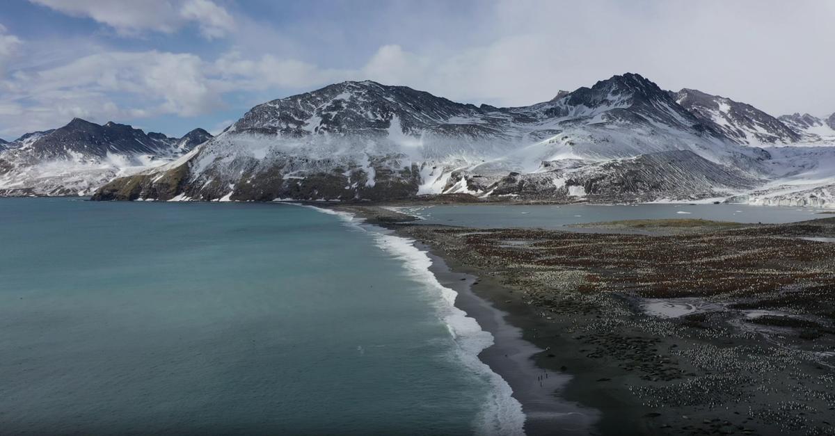 Na Južnem Atlantiku zaradi ptičje gripe množično umirajo južni morski sloni