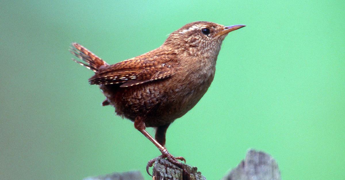 T-dliche-Tradition-Silvester-B-llerei-l-sst-Tiere-leiden
