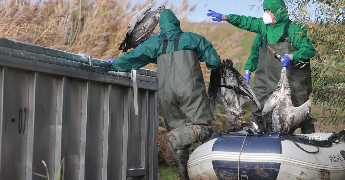 Vogelgrippe bei Kranichen nachgewiesen – Risiko hochgesetzt