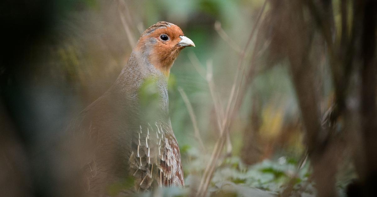 Bestand der Rebhühner leicht gestiegen
