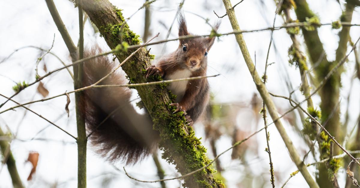 Stiftung-Winter-setzt-Wildtieren-zu-Mensch-kann-helfen