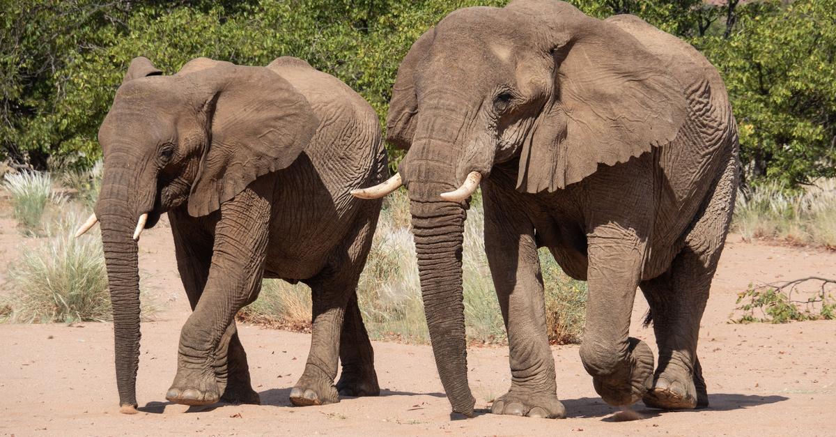 Artenschutzkonferenz: Elefanten, Haie und Aale im Visier