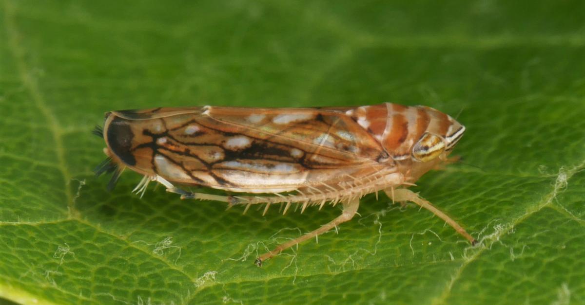 V južni Baden prvič odkrili trto, okuženo z zlato rumeno trsno rumenico, kar ogroža vinogradništvo
