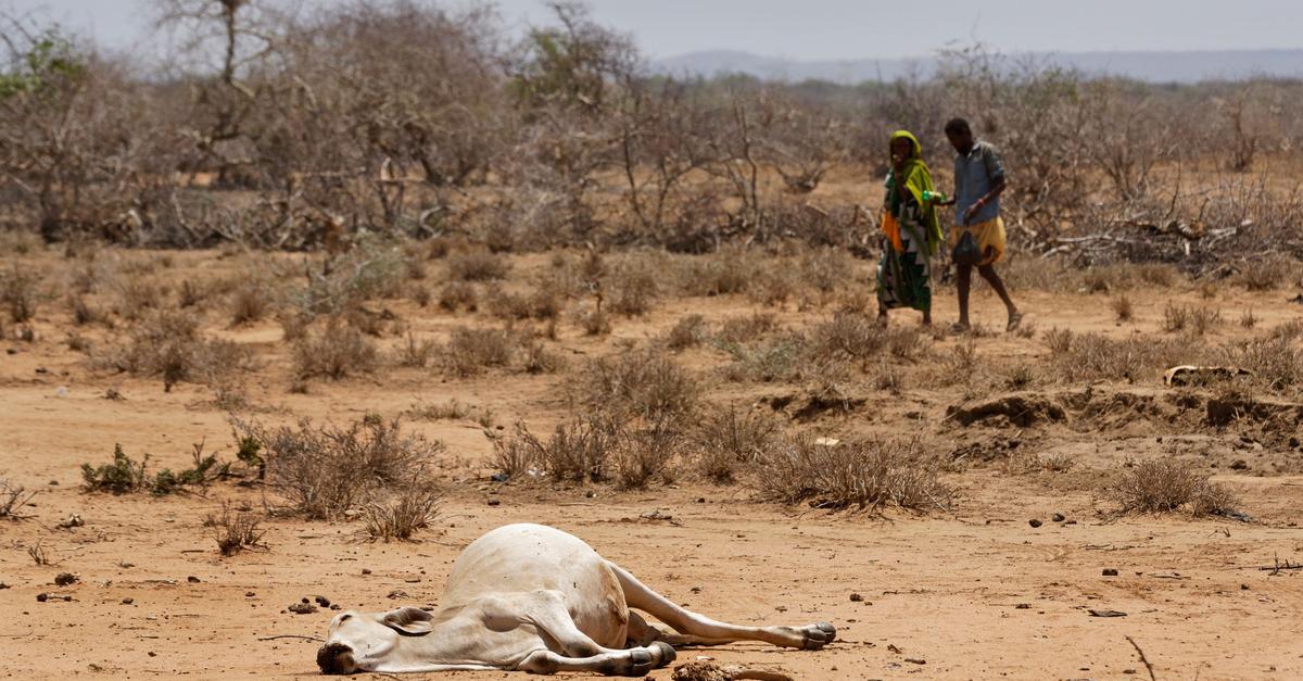 Studie-Klimawandel-k-nnte-Weidefl-chen-bis-2100-halbieren