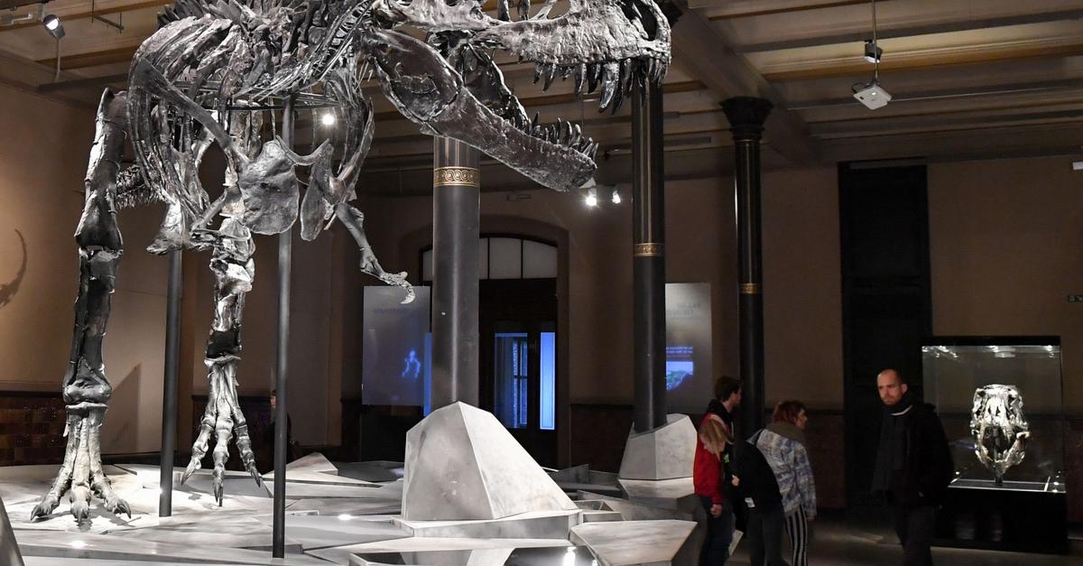 Auch-ein-Top-R-uber-f-ngt-klein-an-T-rex-war-Sp-tz-nder