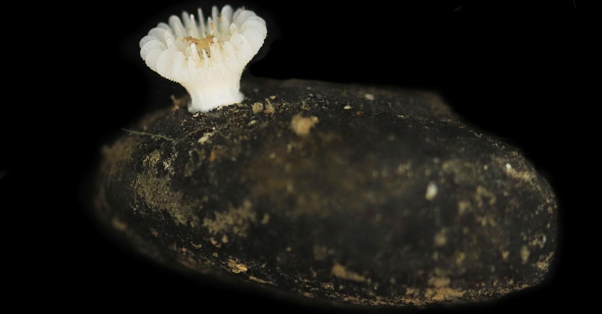 Erstmals Steinkorallen auf Manganknollen entdeckt