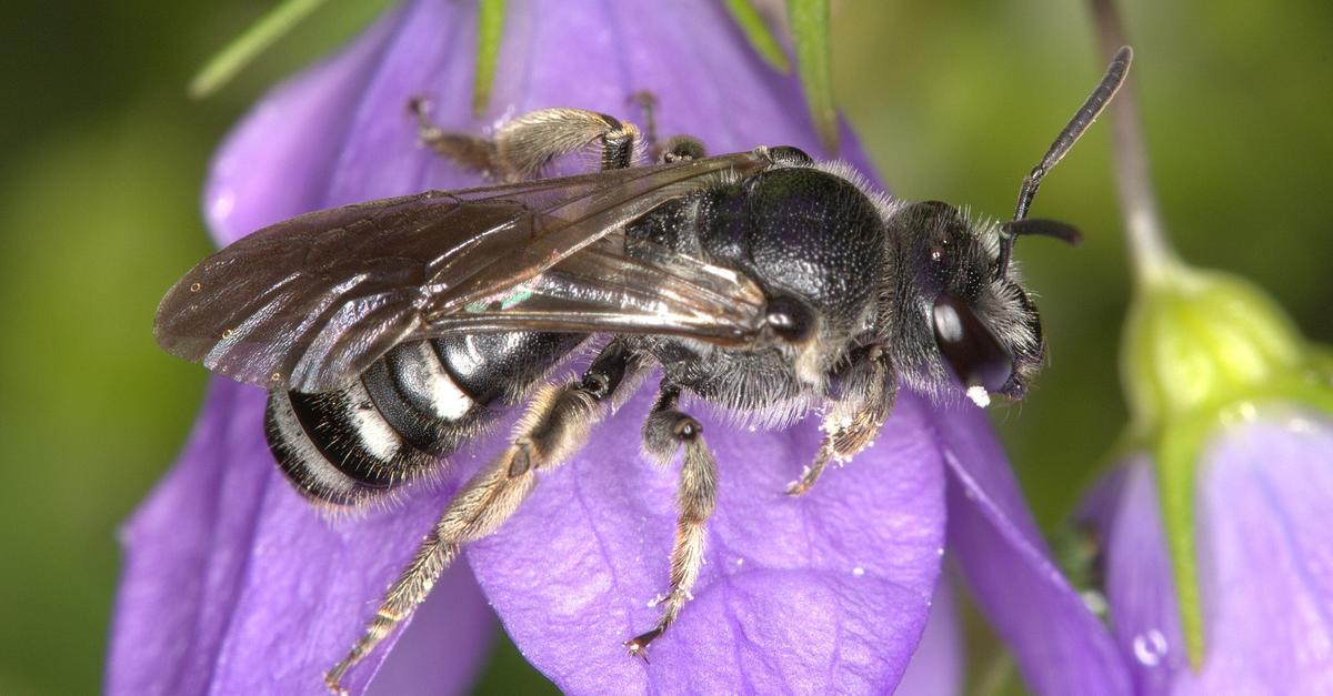 Glockenblumen-Schmalbiene ist Wildbiene des Jahres 2026