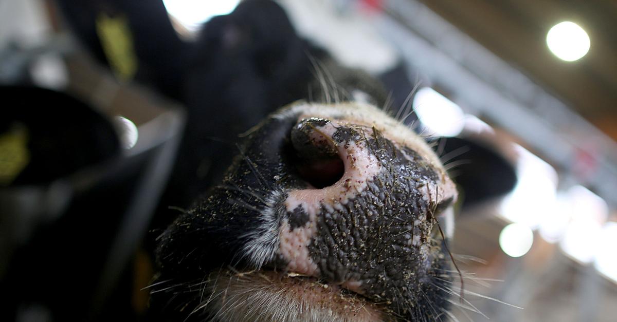 Vogelgrippe-bei-Kuh-in-den-Niederlanden-Was-bedeutet-das-