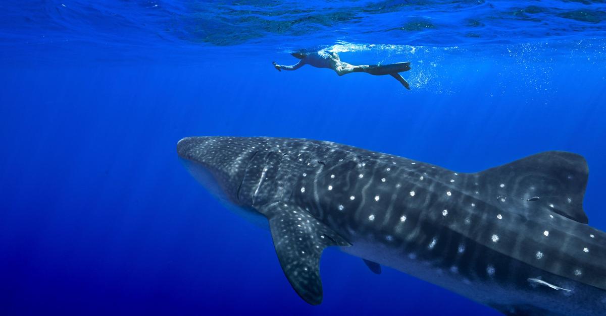 Erstmals-Handelsverbot-f-r-Haiarten-Artenkonferenz-endet