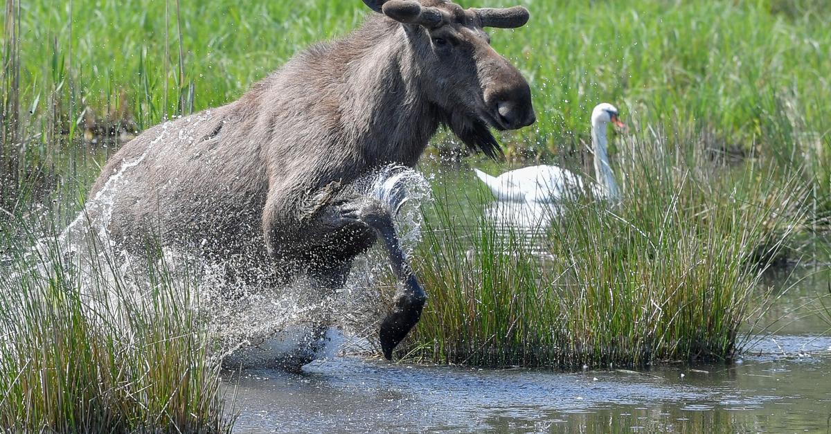 Elki se vračajo v Nemčijo: opažanja in strokovna mnenja