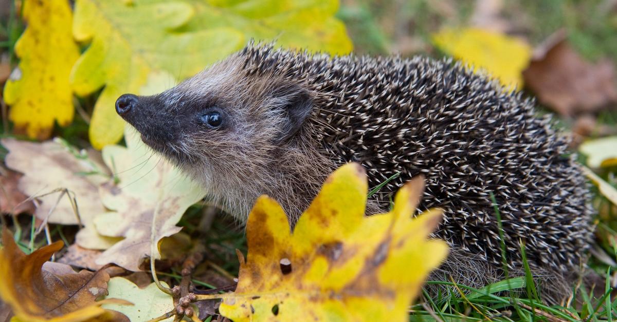 Erst warm, nun eisig: Was bedeutet das für Winterschläfer?