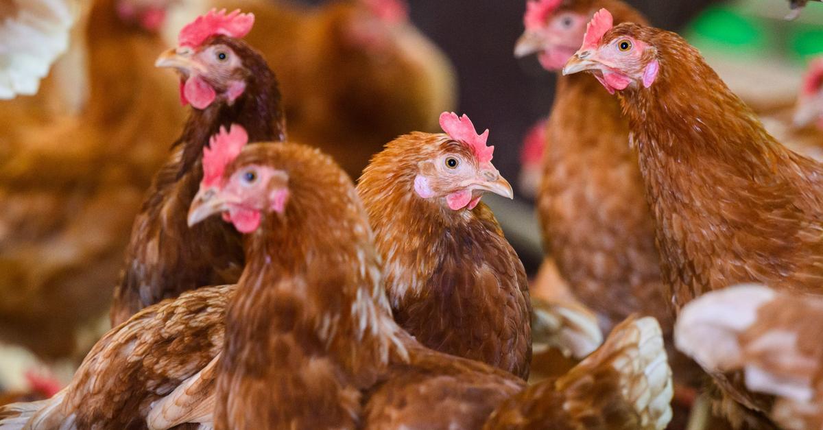 Vogelgrippe: Erster bekannter H5N5-Infizierter gestorben