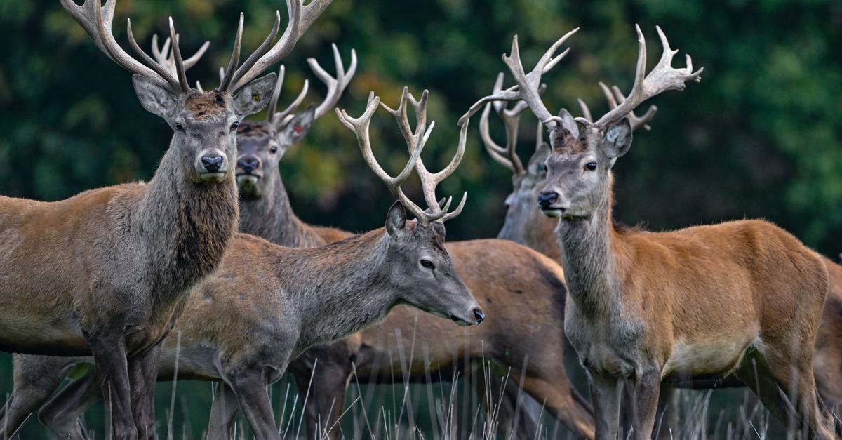 Rothirsch ist Tier des Jahres 2026