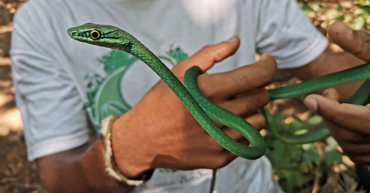 Inselreptilien verschwinden, bevor man sie überhaupt kennt