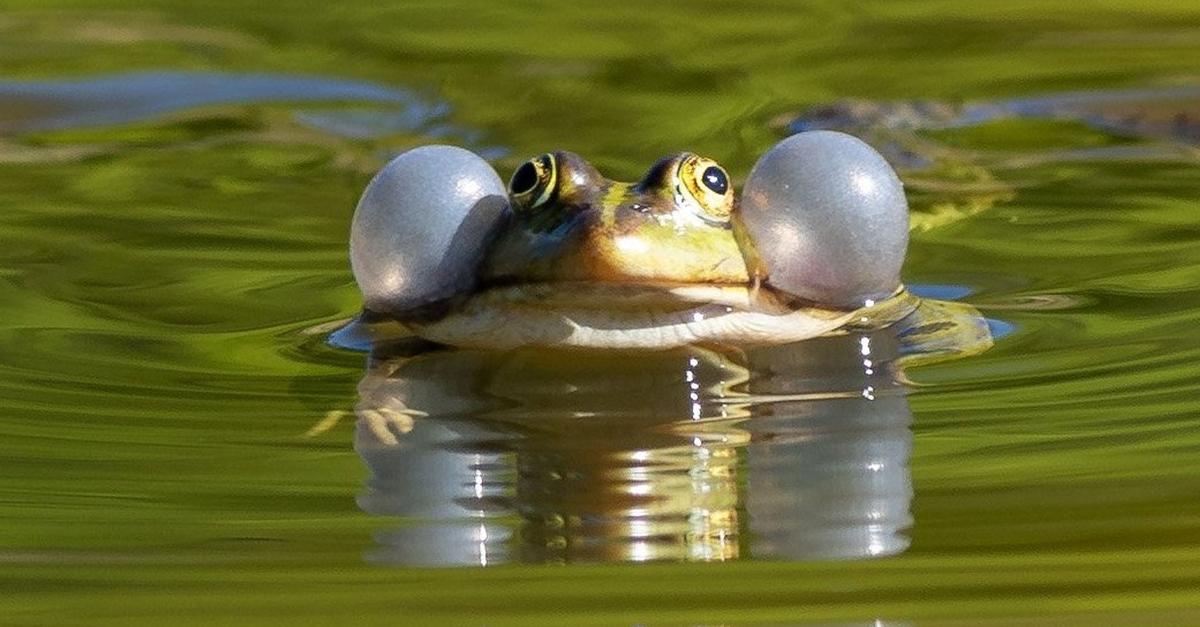 Froschschenkel-Weltartenkonferenz-stellt-Tiere-unter-Schutz