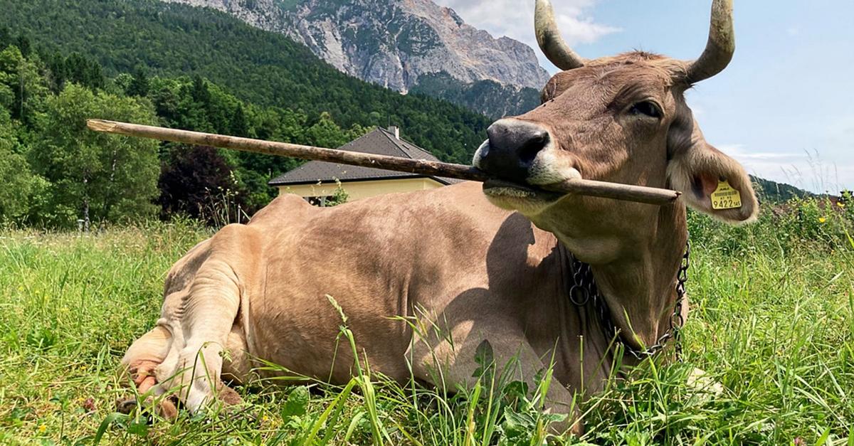 Gar-nicht-dumm-Kuh-nutzt-gezielt-Werkzeuge-zum-Kratzen