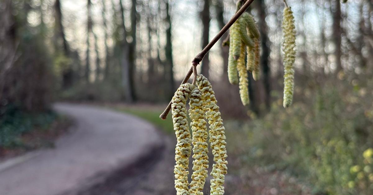 Rote Augen unter dem Weihnachtsbaum? Pollenflug beginnt früh