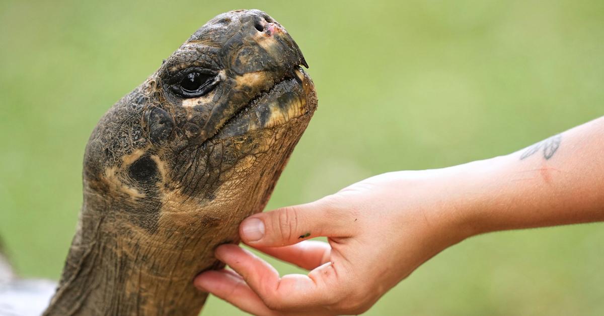 Auch-Zoos-haben-ein-Problem-mit-beralterung