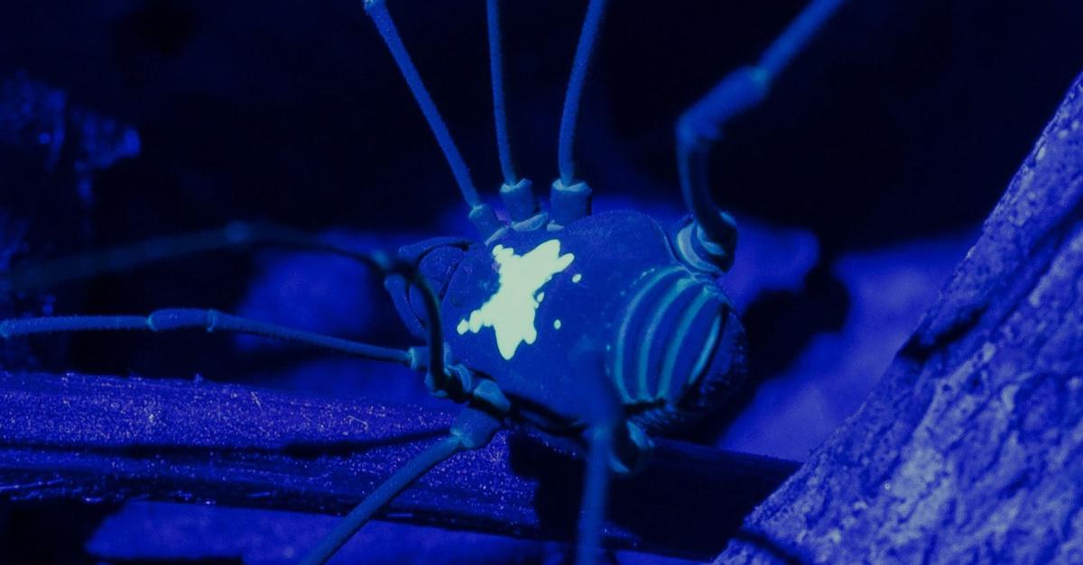 Weberknechte-mit-R-ckenleuchte