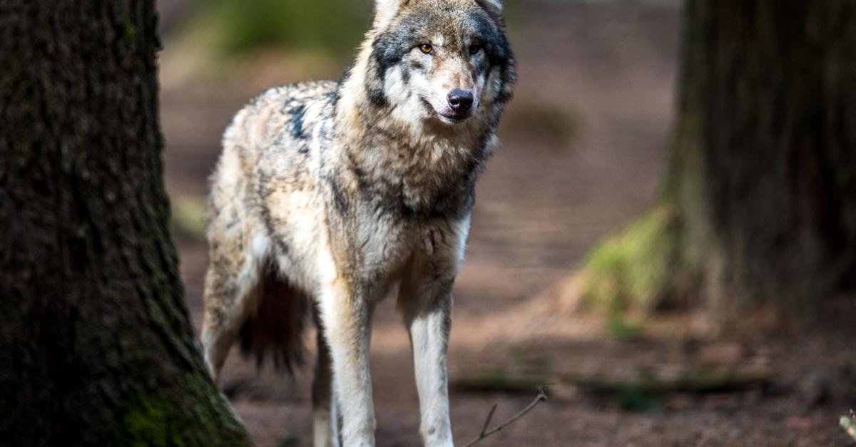 Wolfs-Abschüsse sollen leichter werden