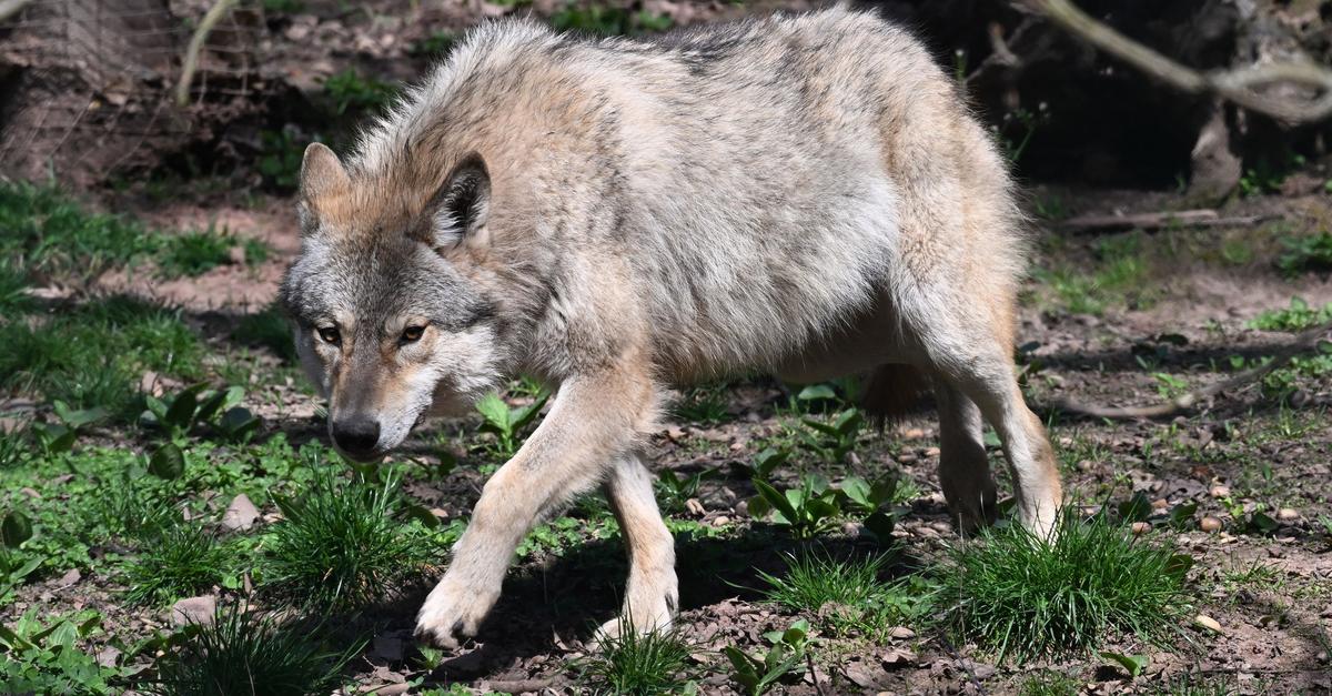Wie-geht-es-weiter-f-r-den-Wolf-Bundestag-ber-t
