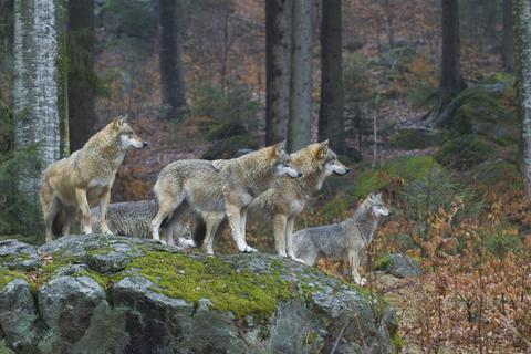 In Hessen leben aktuell vier sesshafte Wölfe sowie ein ganzes Rudel. Foto: imageBROKER