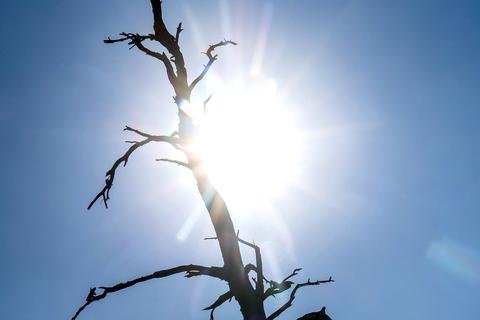 Die Silhouette eines toten Baumes zeichnet sich vor der Sonne ab. Foto: dpa