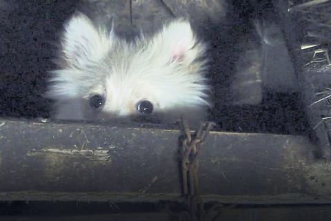 In osteuropäischen Hundefabriken fristen die Tiere ein erbärmliches Dasein. Foto: Vier Pfoten  