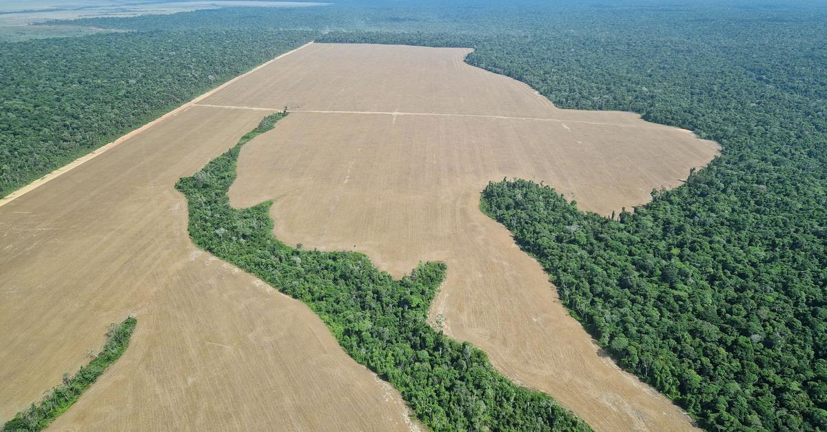 Amazonas im Stress – „auch in Berlin spürbar“