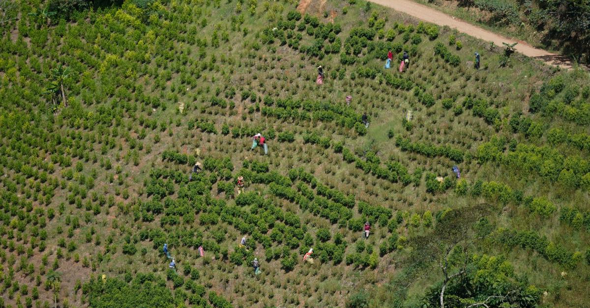 Kolumbien nimmt Koka-Vernichtung mit Glyphosat wieder auf