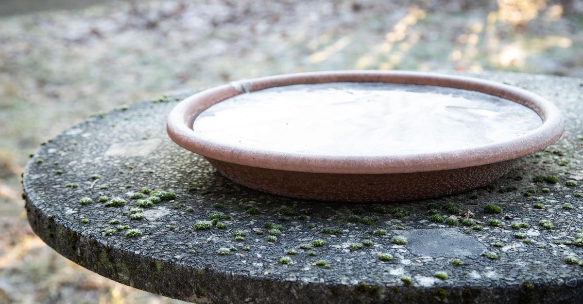 So-bleibt-die-Vogeltr-nke-frei-von-Frost