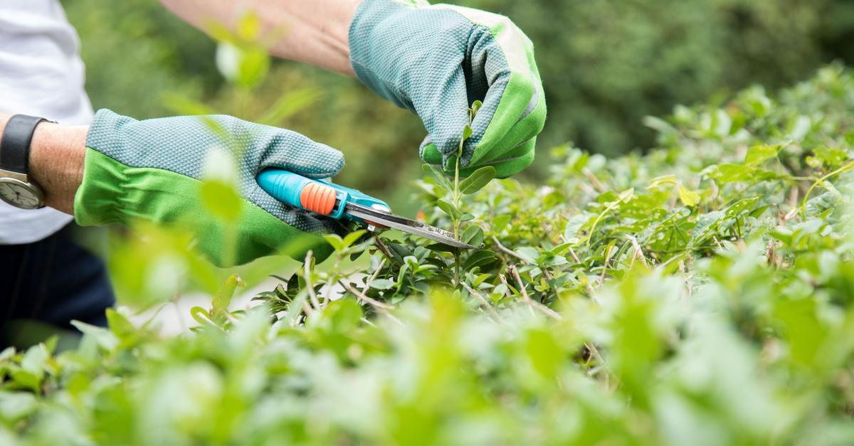 Wuchernde Hecke: Was beim Schneiden jetzt erlaubt ist
