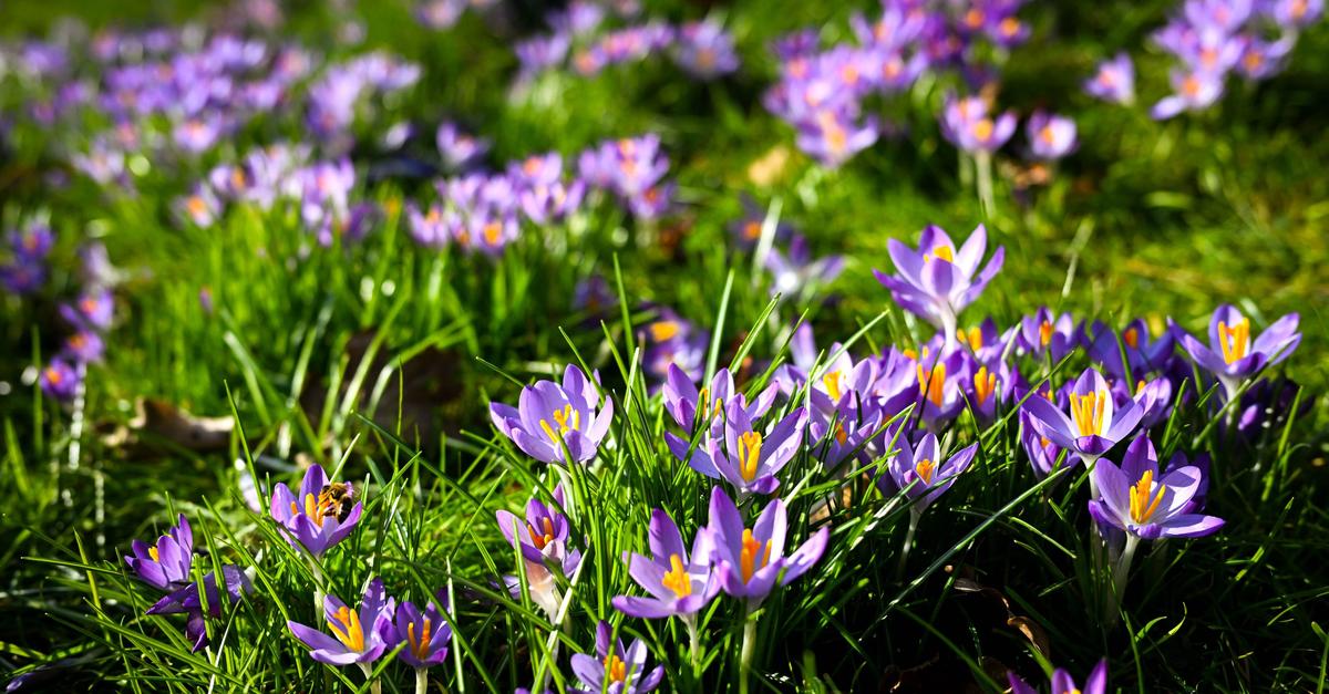 Vom-Wasser-bis-zur-Zwiebel-Diese-Fr-hbl-her-sind-giftig