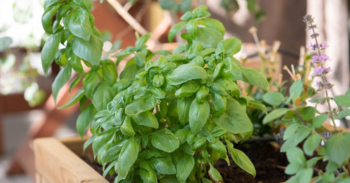 Kräuter richtig kombinieren – Tipps für Garten und Balkon