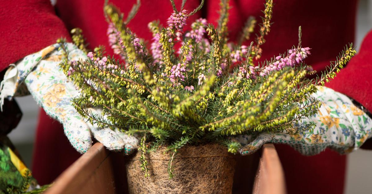 Bl-hende-Alternativen-zum-Weihnachtsstern-f-r-zu-Hause