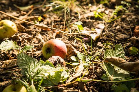 Nachbars Äpfel auf dem Boden Ihres Grundstücks? Greifen Sie zu, die Früchte gehören jetzt Ihnen. © Christin Klose/dpa-tmn