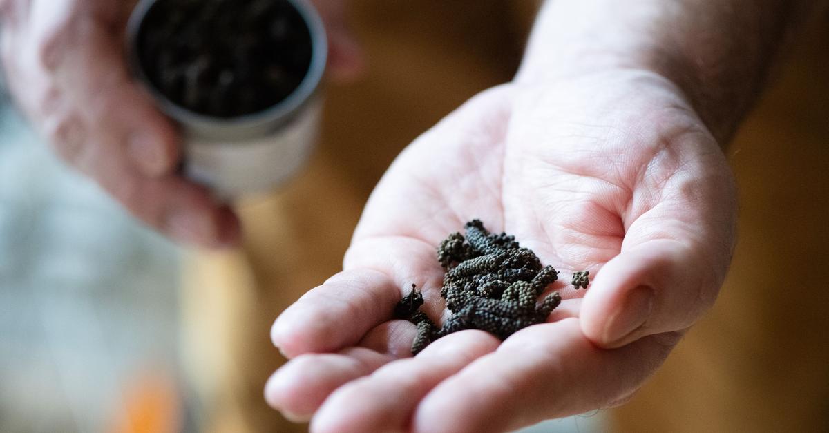 Schokoladenpfeffer gibt Dessert und Wild eine Kakaonote