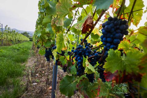 In Groß-Umstadt dreht sich vom 17. bis 20. September alles um lokal angebauten Wein (hier ein Blick in die Weinberge in der Lage Steingerück). Foto: Guido Schiek